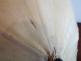 Antique Victorian Folding Carriage Cream Parasol Ebony Handle Sunbrella 1870s