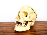 Vintage Skull Jewelry Box Skeleton Figurine Trinket Safe Steampunk Decor Head