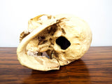 Vintage Skull Jewelry Box Skeleton Figurine Trinket Safe Steampunk Decor Head