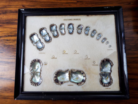 Vintage 1940s 50s Framed Cultured Pearls & Shells Japanese Oyster Growth Display